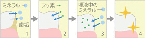 フッ素塗布